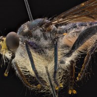 Macro Switar 5.6/105мм: невероятный макрообъектив от ALPA